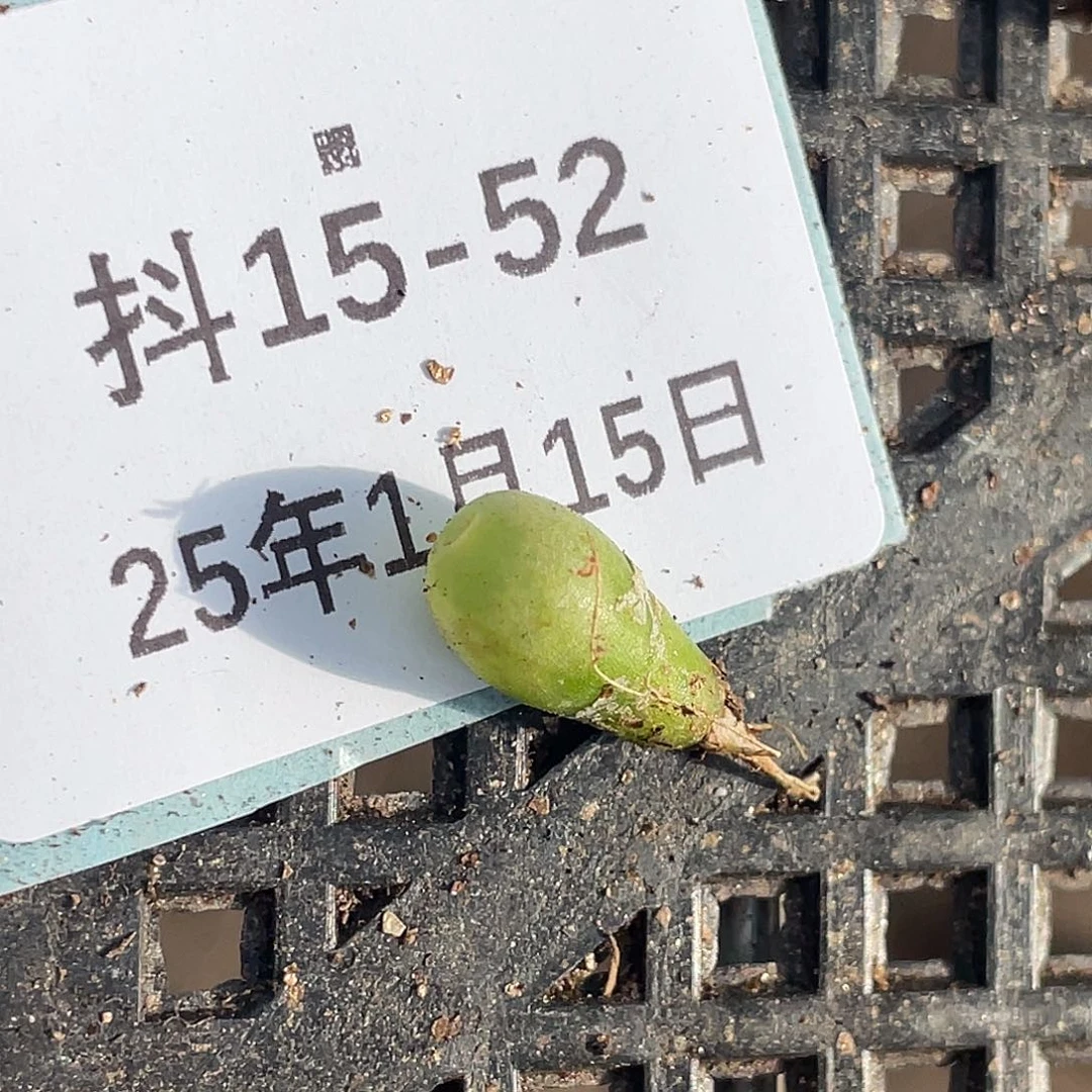 阿**林15-52肉锥多肉植物