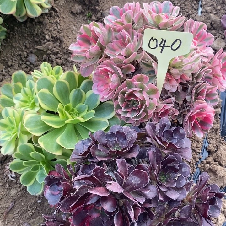 040号3棵11111111111