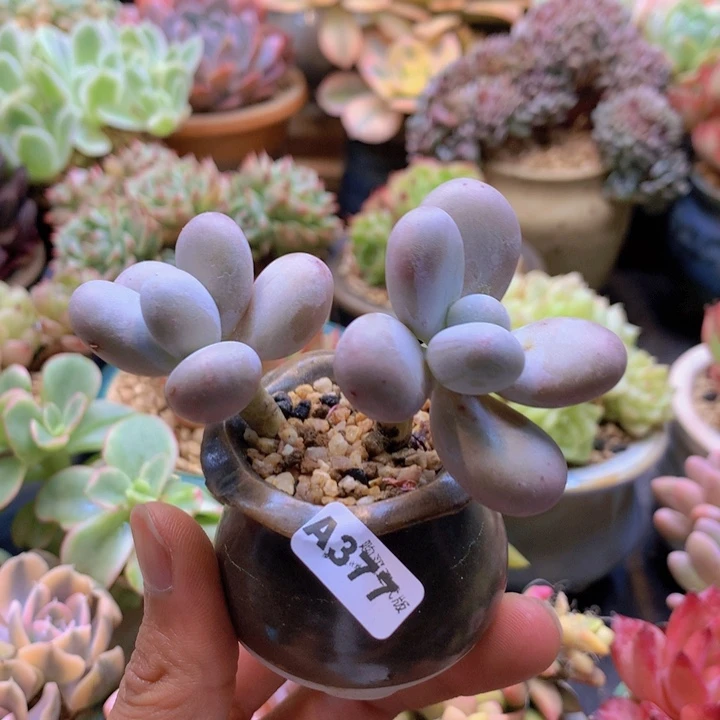 一物一拍含盆土满38包邮A377