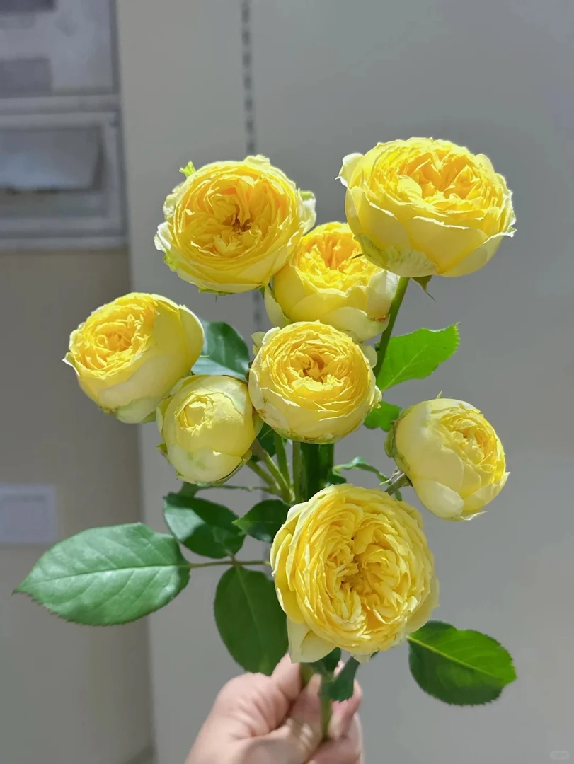 【凯特琳娜】5枝 多头玫瑰    明天送达