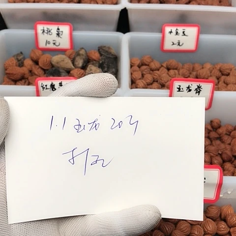 桃核吊坠冈**齐龙纹桃核的搭配