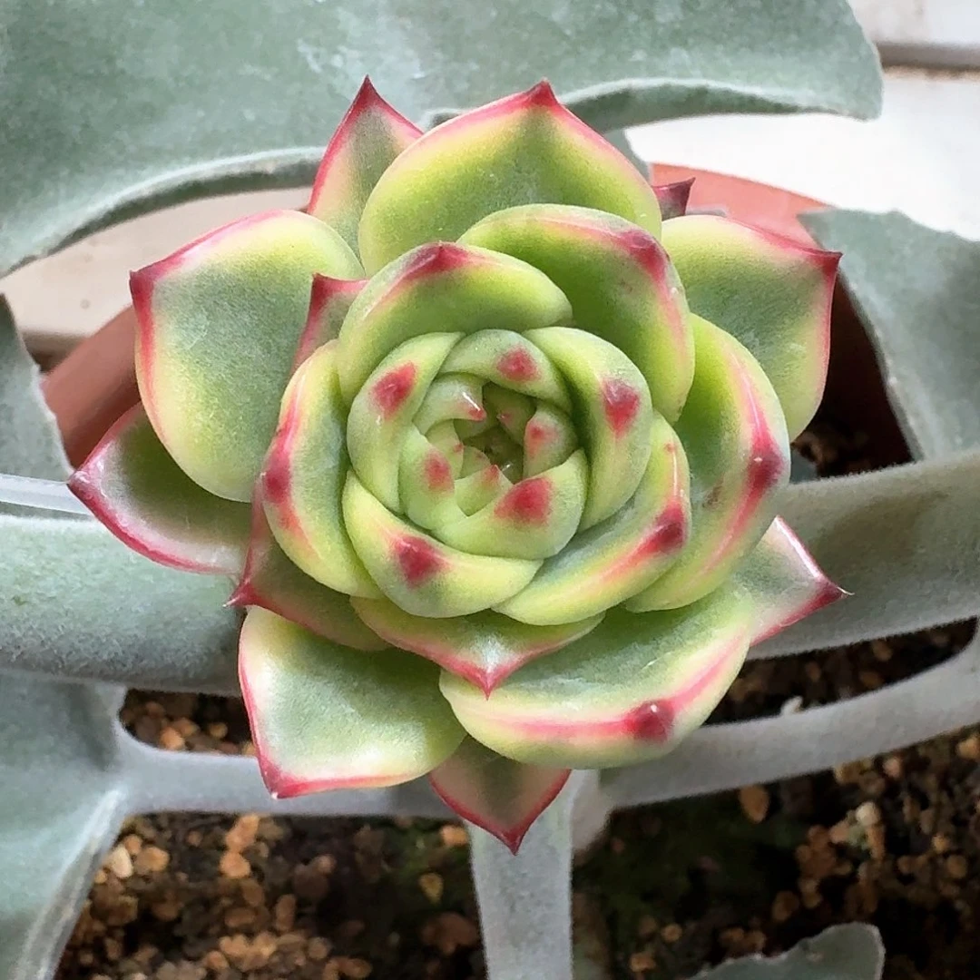 月亮石锦多肉植物