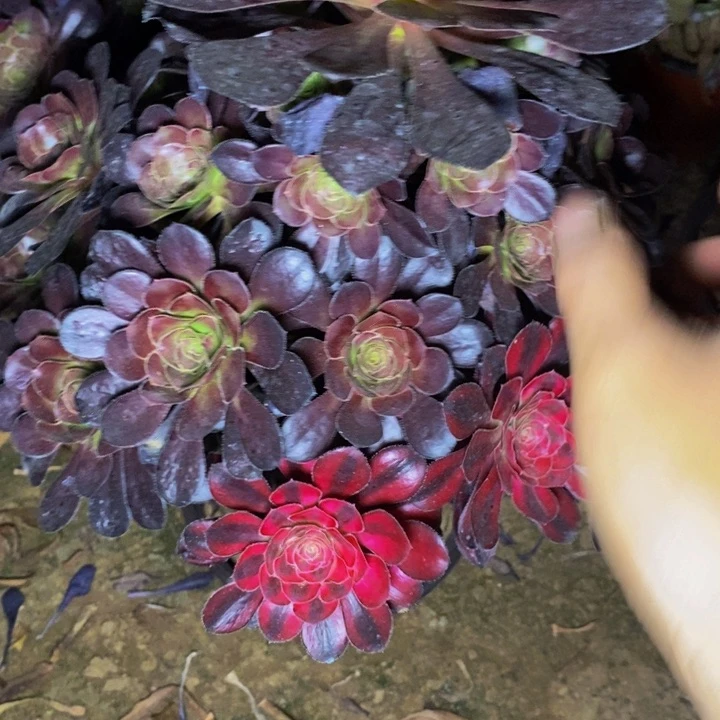 11079号圆叶法师