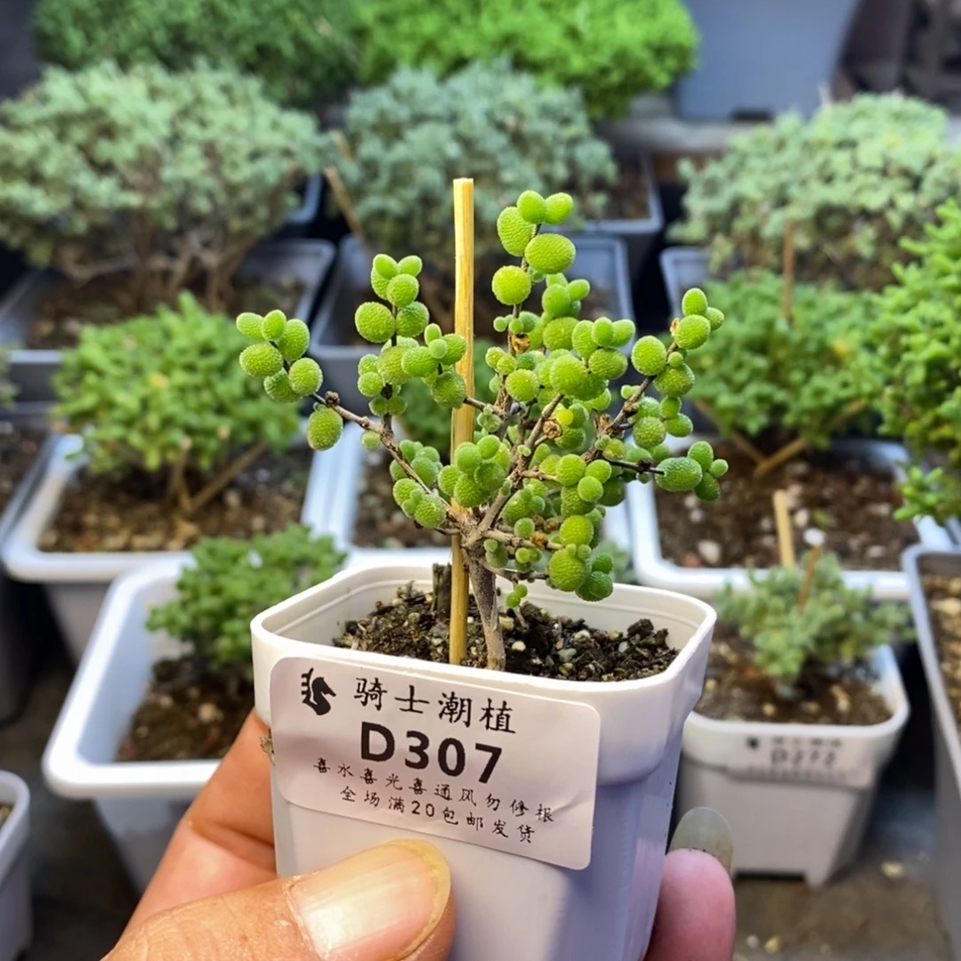 安***瓷307实生糖球枝干番杏