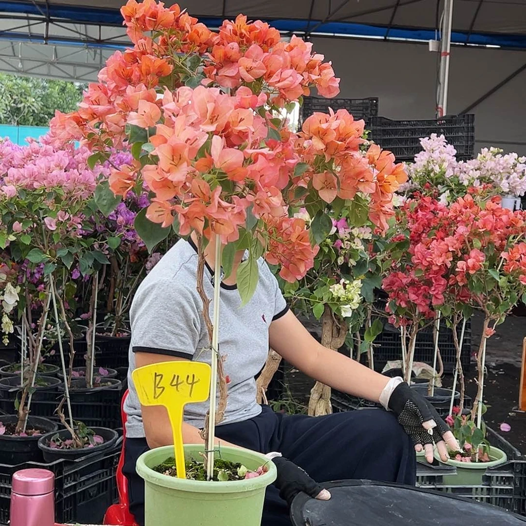 @***子大部分花苞少量开放B44不甜