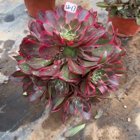 22-37粉花妖多肉植物