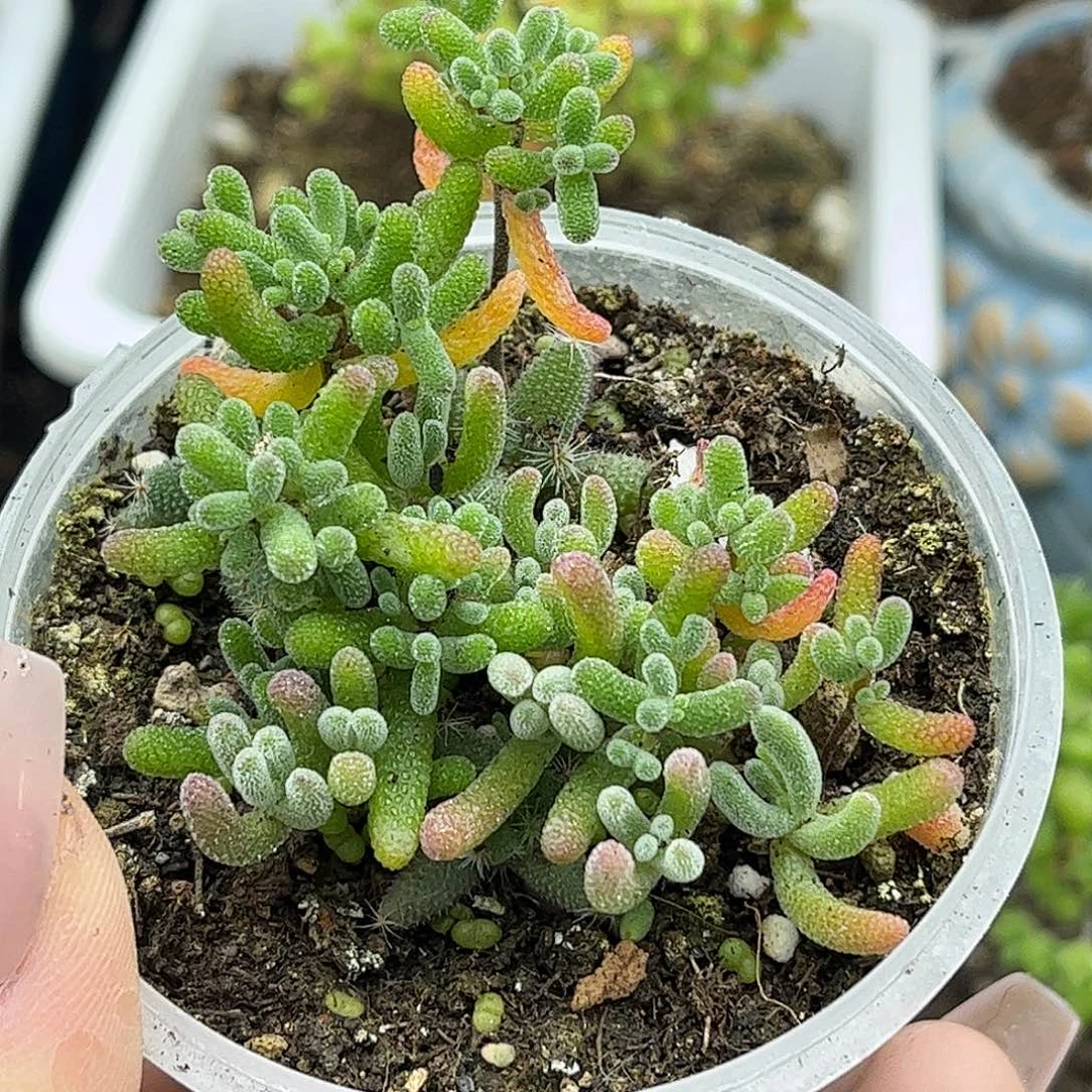 21混播切糕优选枝干