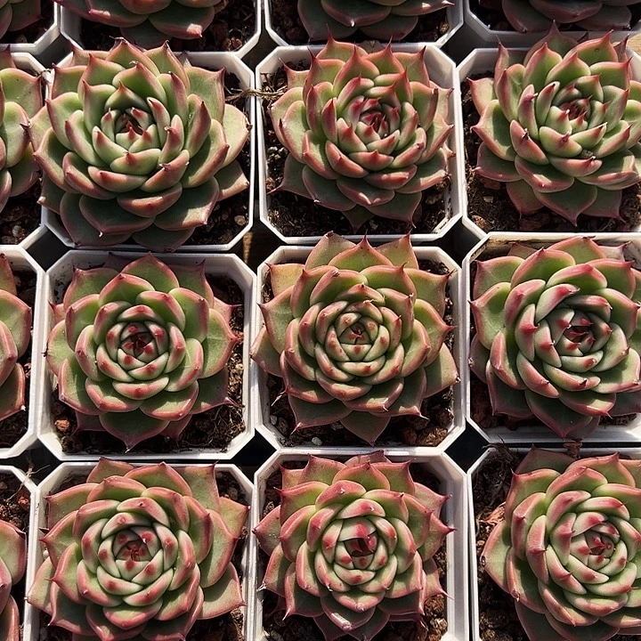 托斯卡内莉      福利多多