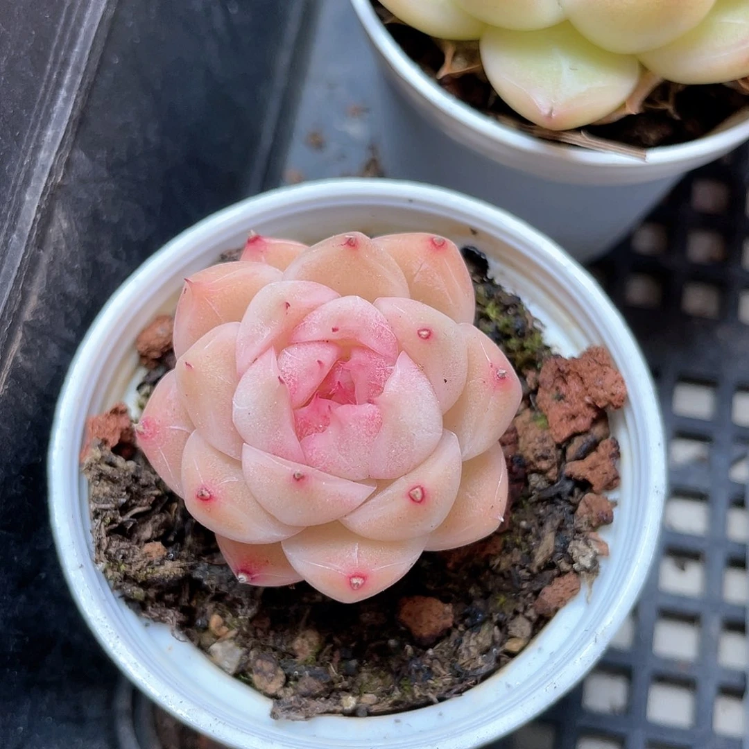 9优选麦秆福利8942