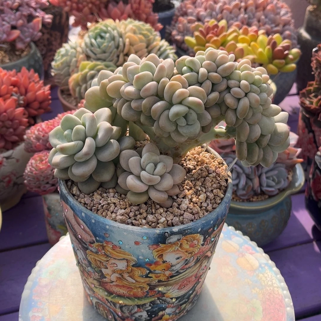 香水洛神树一物一拍