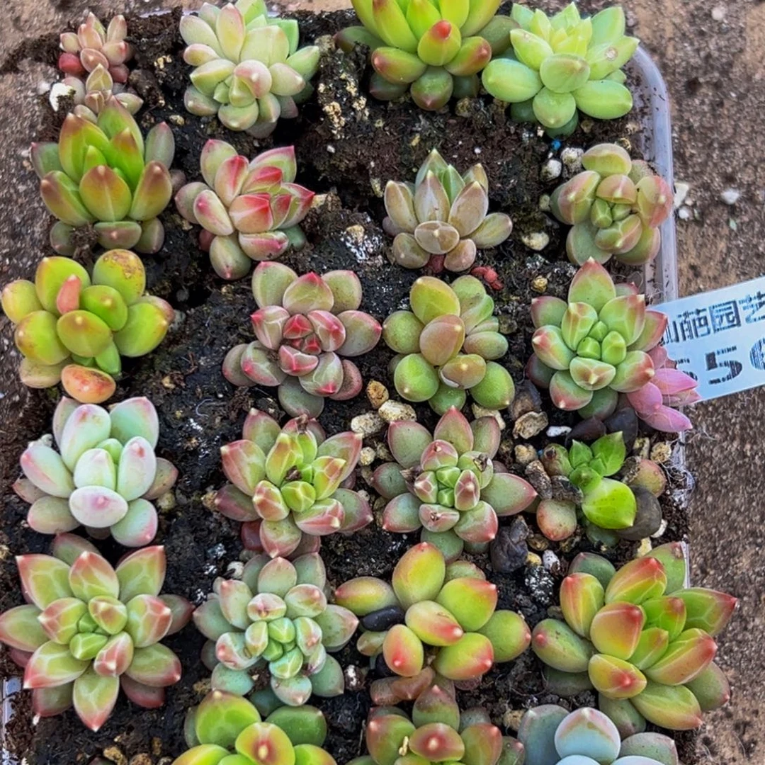 656大热的小伙伴都在