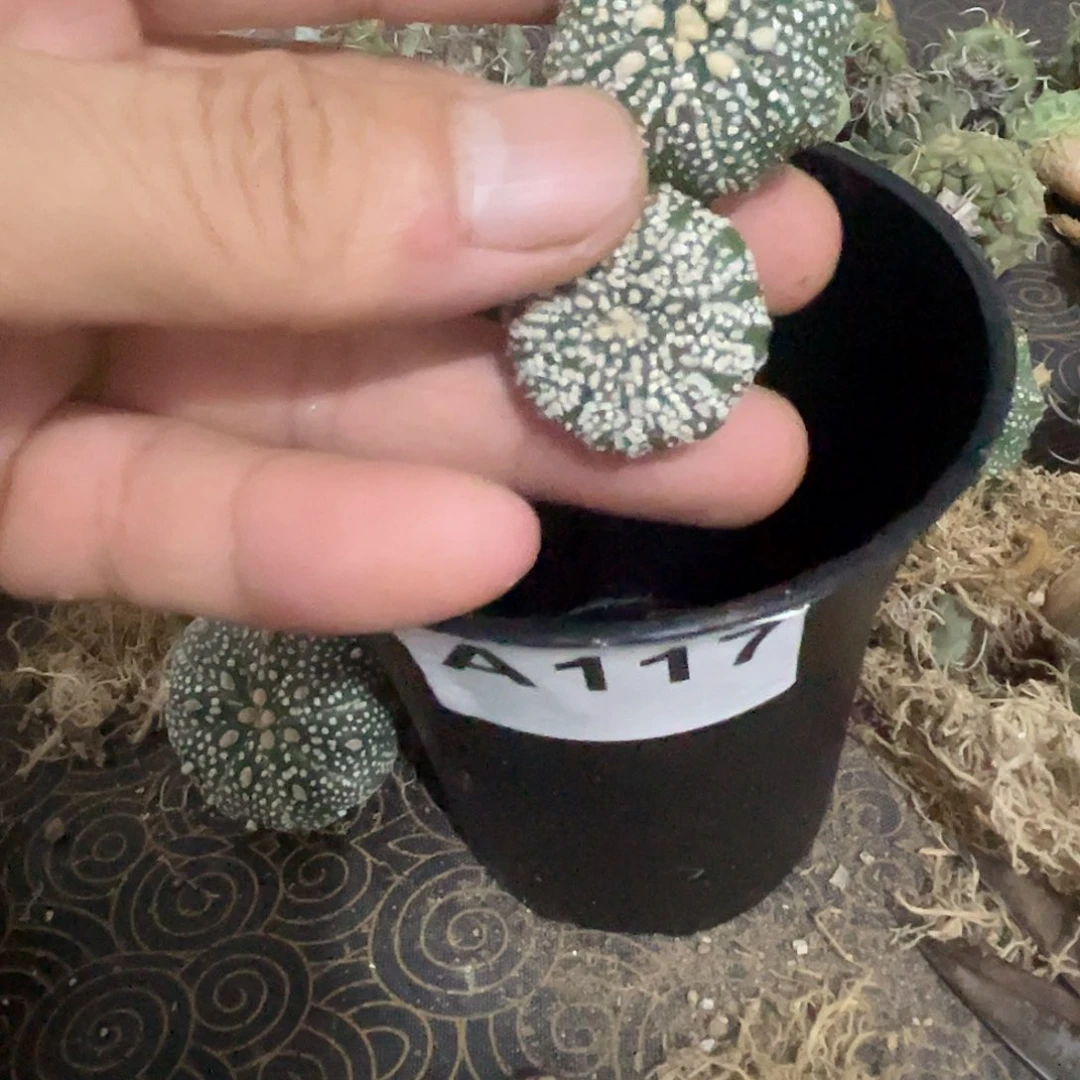 浪***石无花朵奇迹兜兜转转两个