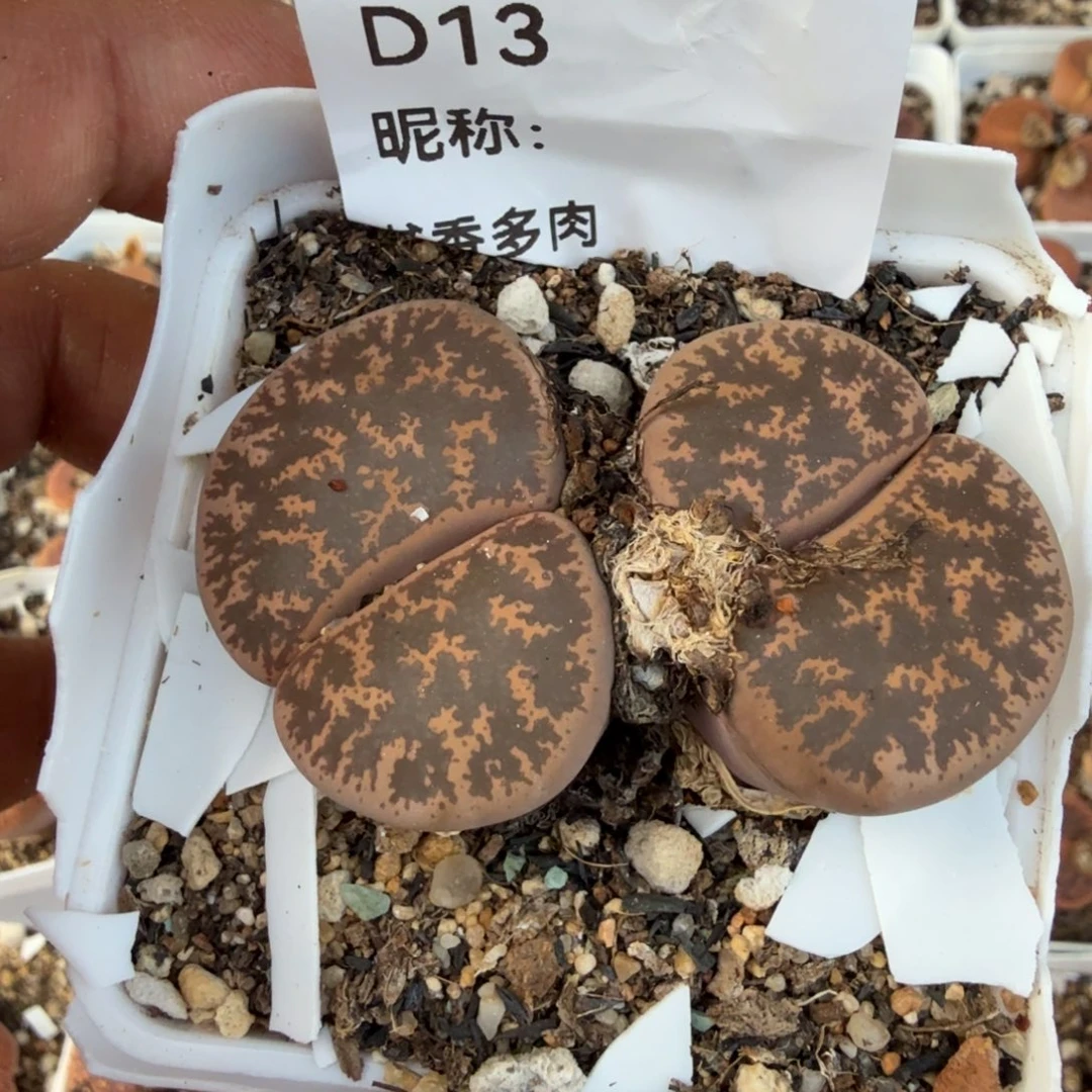 福利多多优惠多多