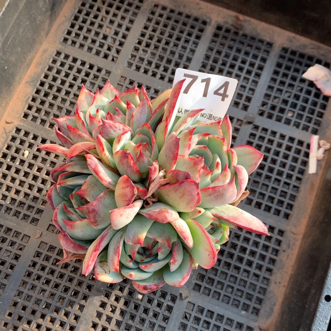 714号新疆西藏内蒙古不包邮的