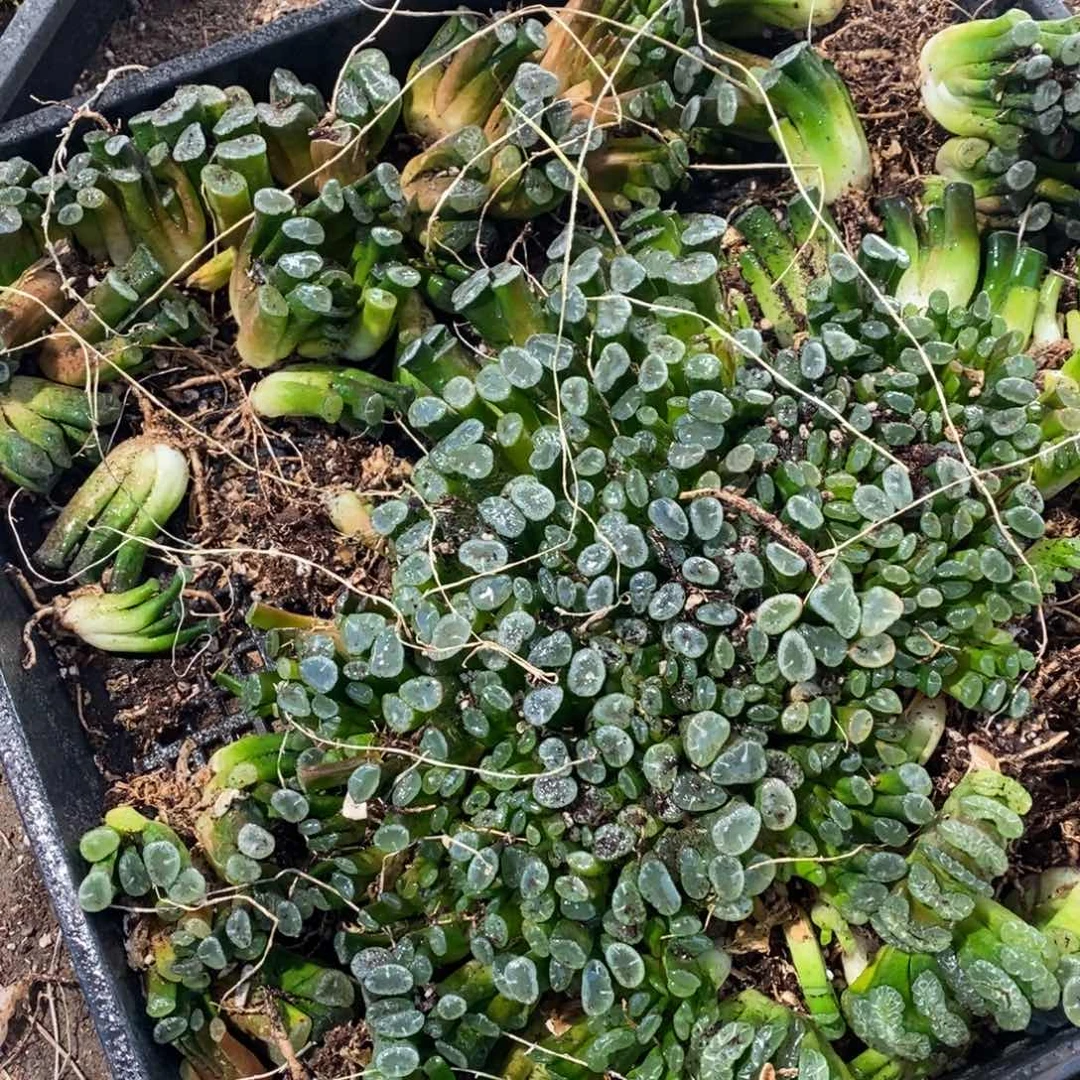 1926 一颗实生 这筐里随机一颗 整点福利