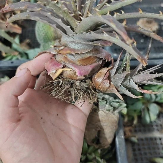 一物一拍，沙漠凤梨！！！