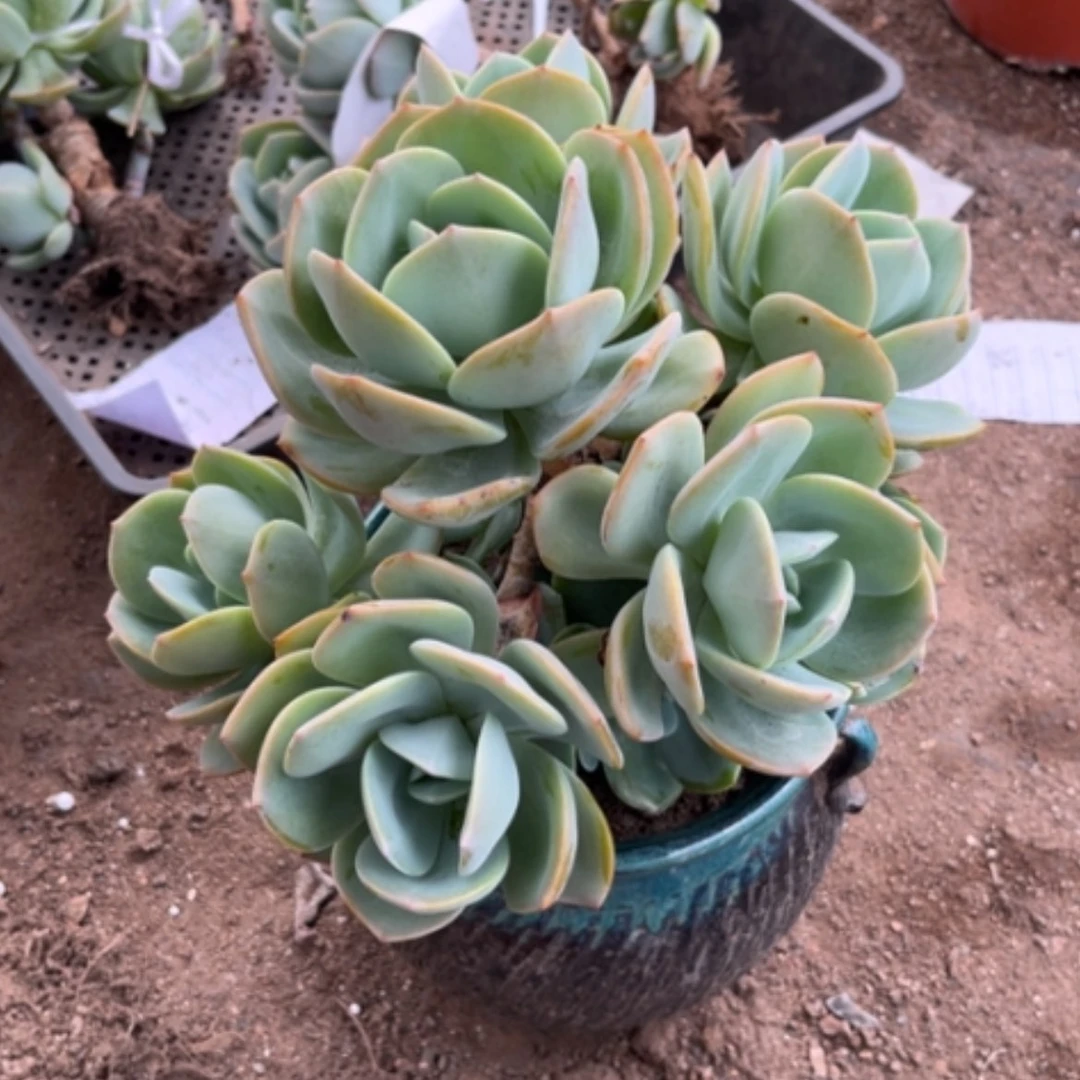 【闪购商品】无花朵荷*凤