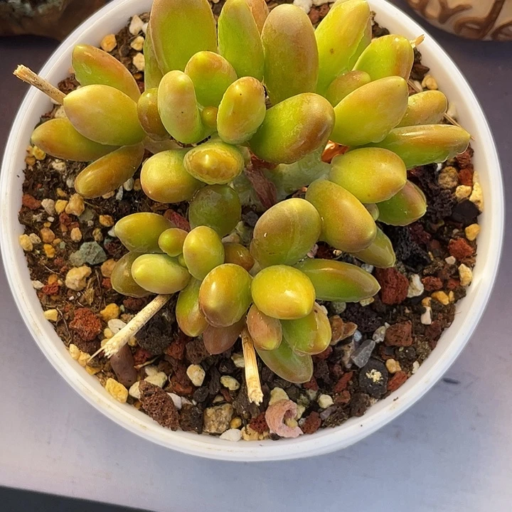 明****多肉植物金蟾发货