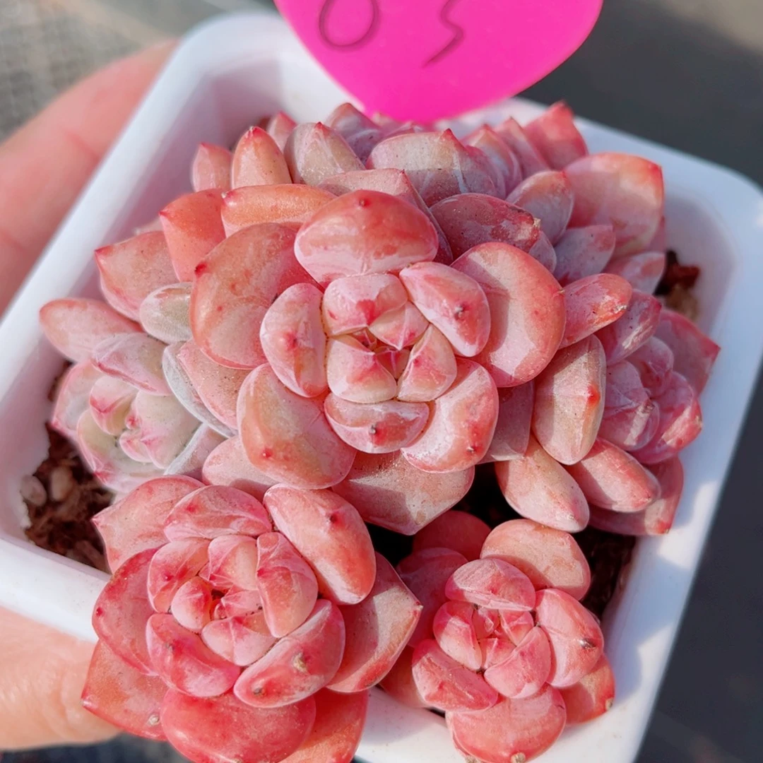 83号大老桩石榴籽星影群