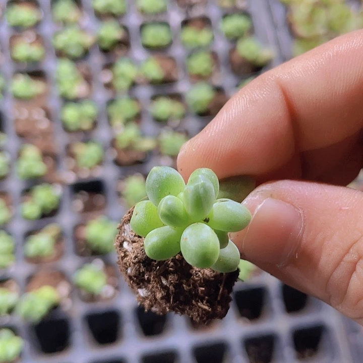 千代田精品多肉量拍