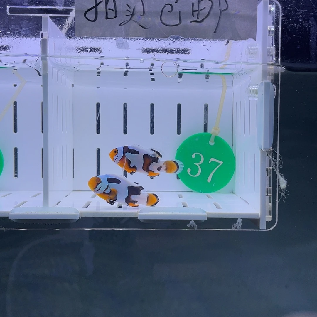 公热带海域3.5-4.5厘米毕加索