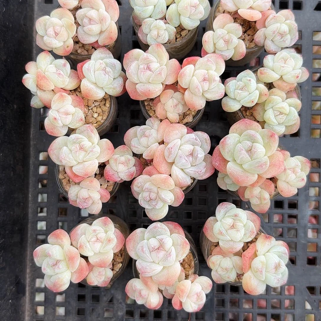 唐**子唐豆子专拍冰玉小卡卡米