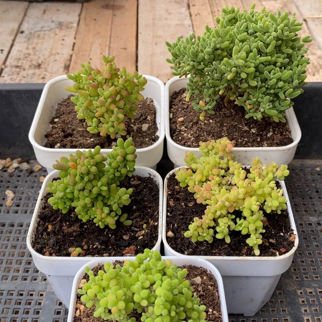 枝干番杏多肉植物234