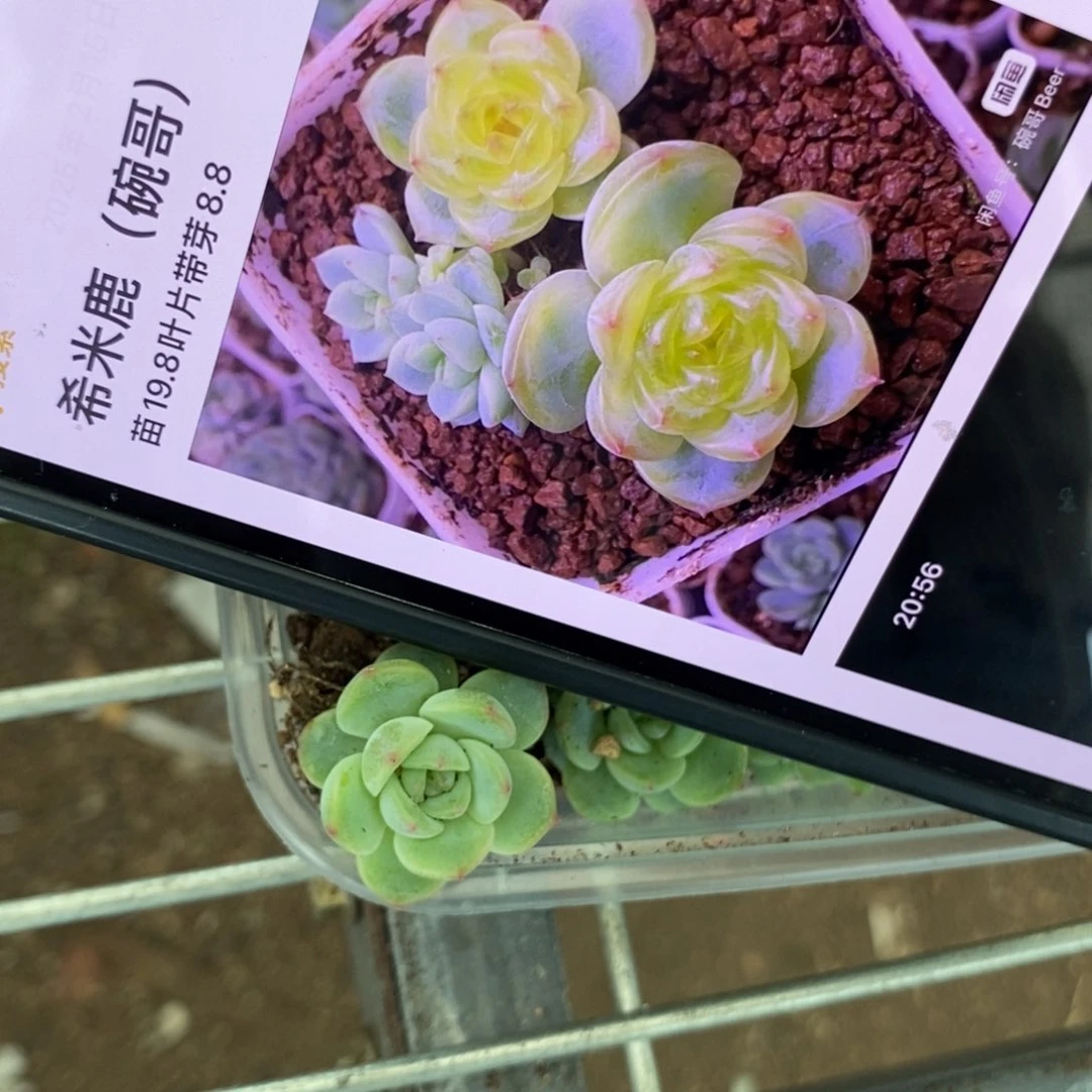 小苗希米鹿碗哥个体一个多肉