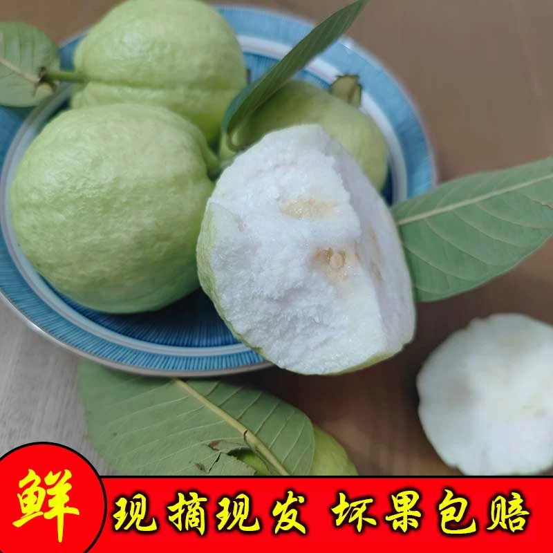 茂名产地新鲜现摘白心番石榴清甜脆口珍珠芭乐低糖低卡孕妇水果