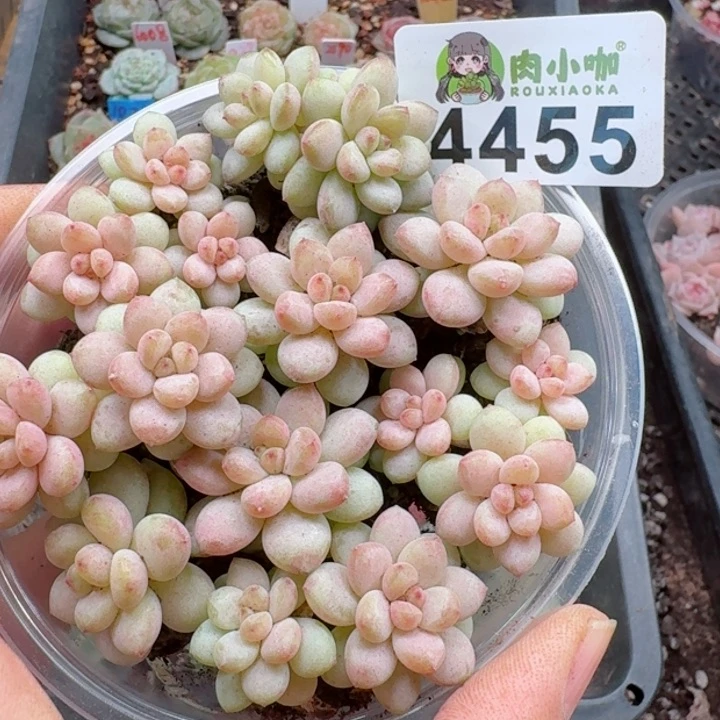 多肉植物多肉植物