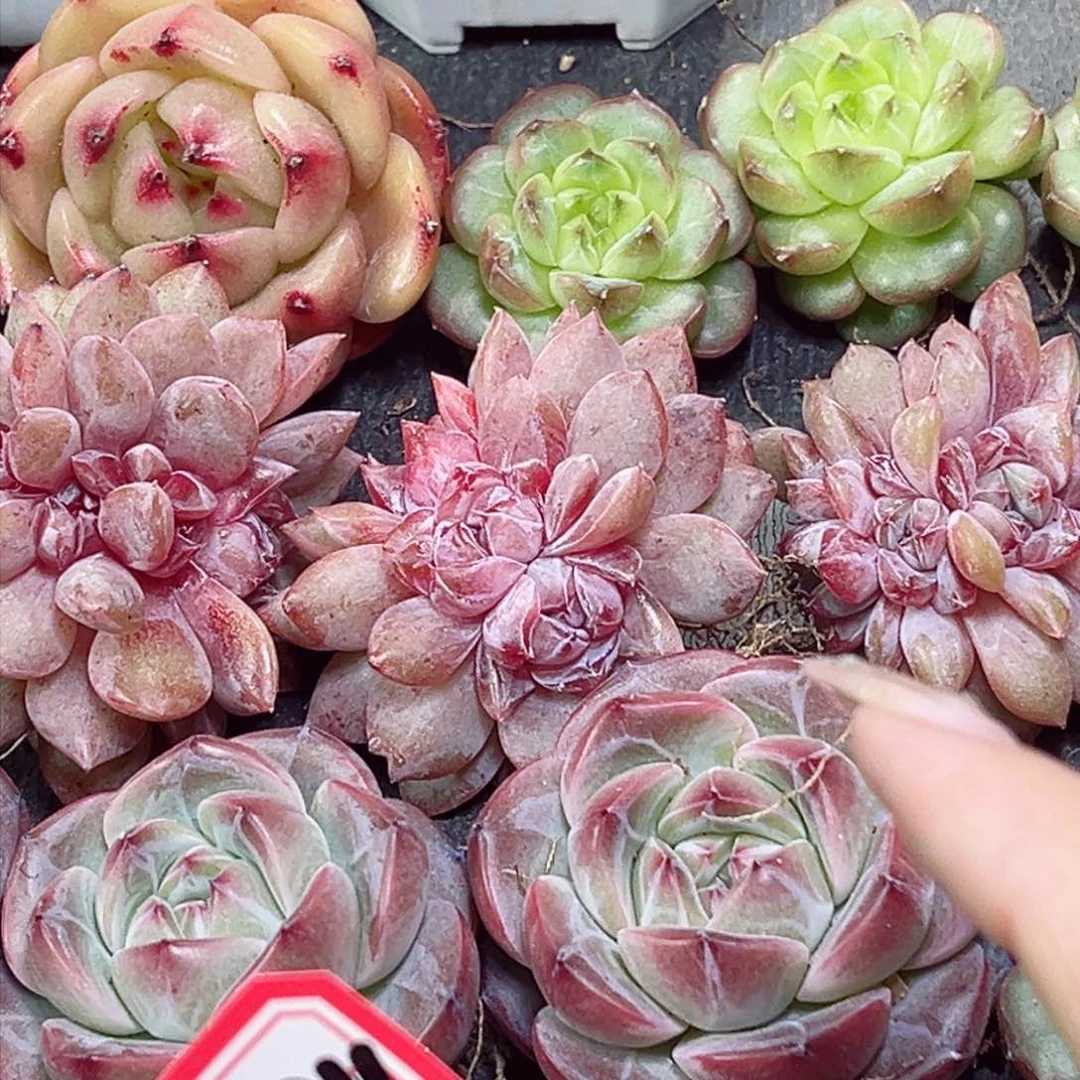 唯***?E574赤丹一物一拍