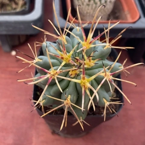 黑罗莎单5仙人球