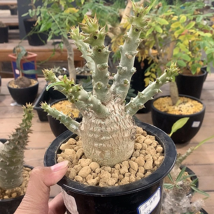 351温莎瓶干888888888