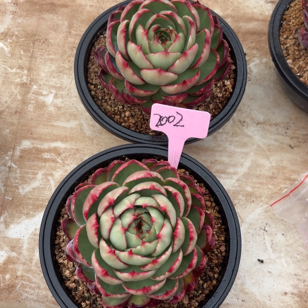 惊鸿仙子好看2002号