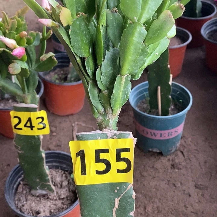 无花朵萍**淡027/155号新疆不包邮