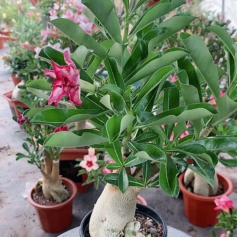 【闪购商品】无花朵柳***花