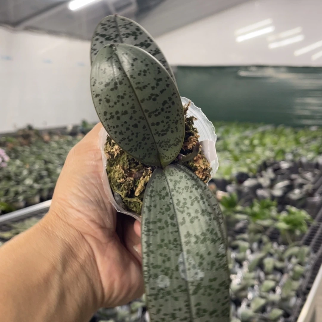 及****当前无花栽培后可以开花