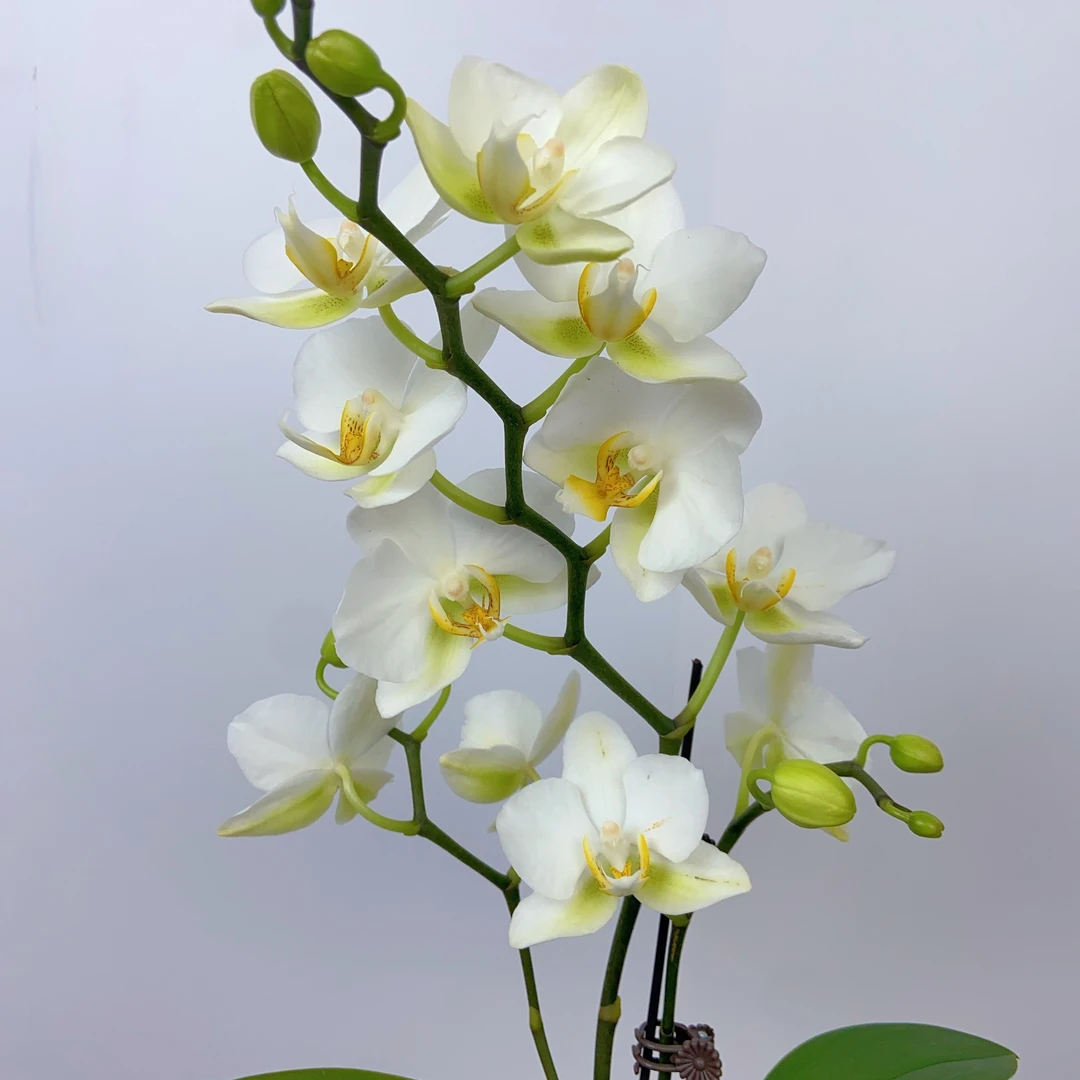 蝴蝶兰【洛桑】同款3-6颗送盆 中花型 清新脱俗 精致好看