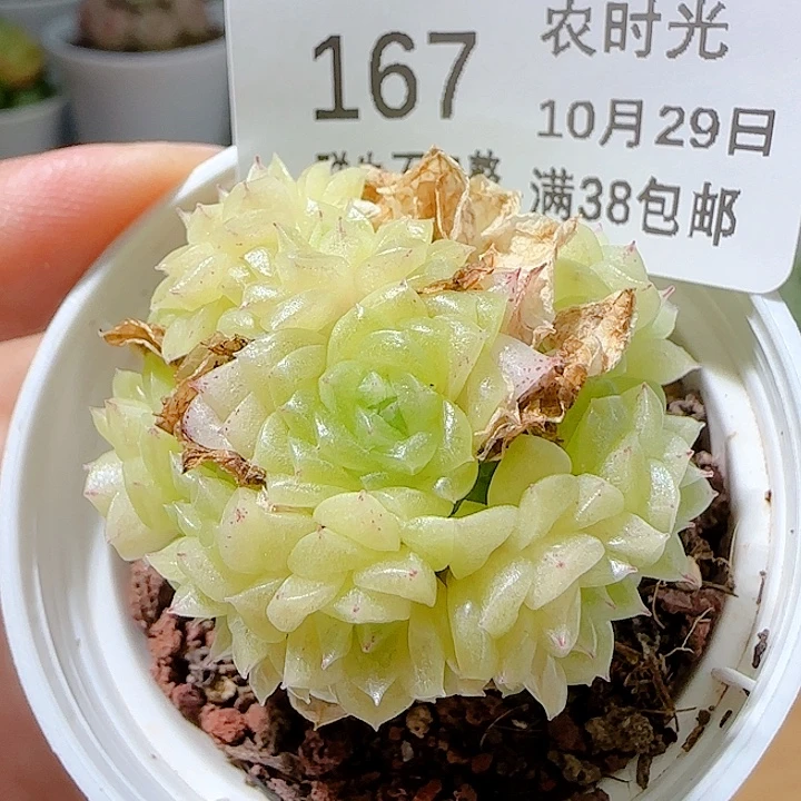 1029-167优选麦杆