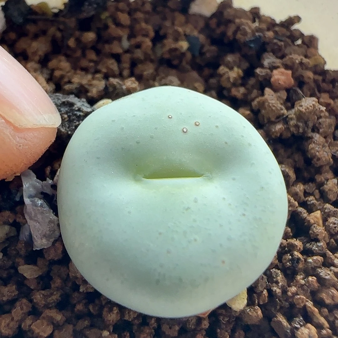 脱土发货哦24079