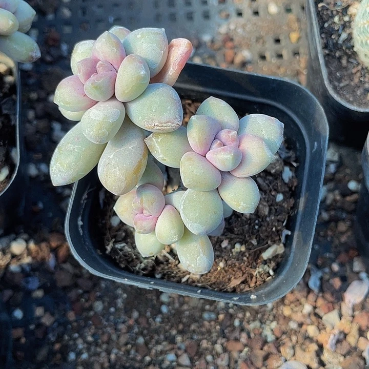 美人手指3.8带盆