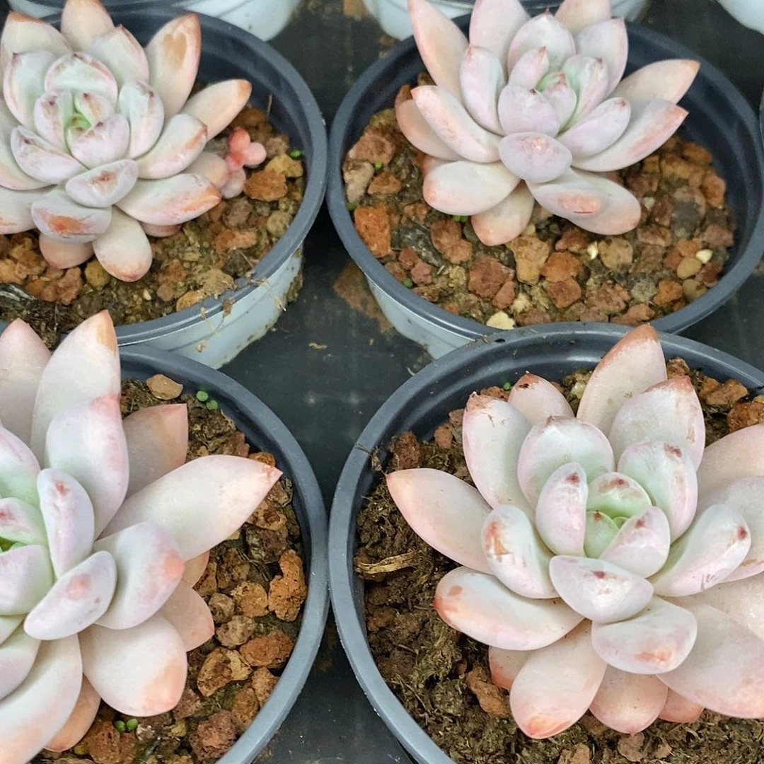 团。星星雪。福利多多