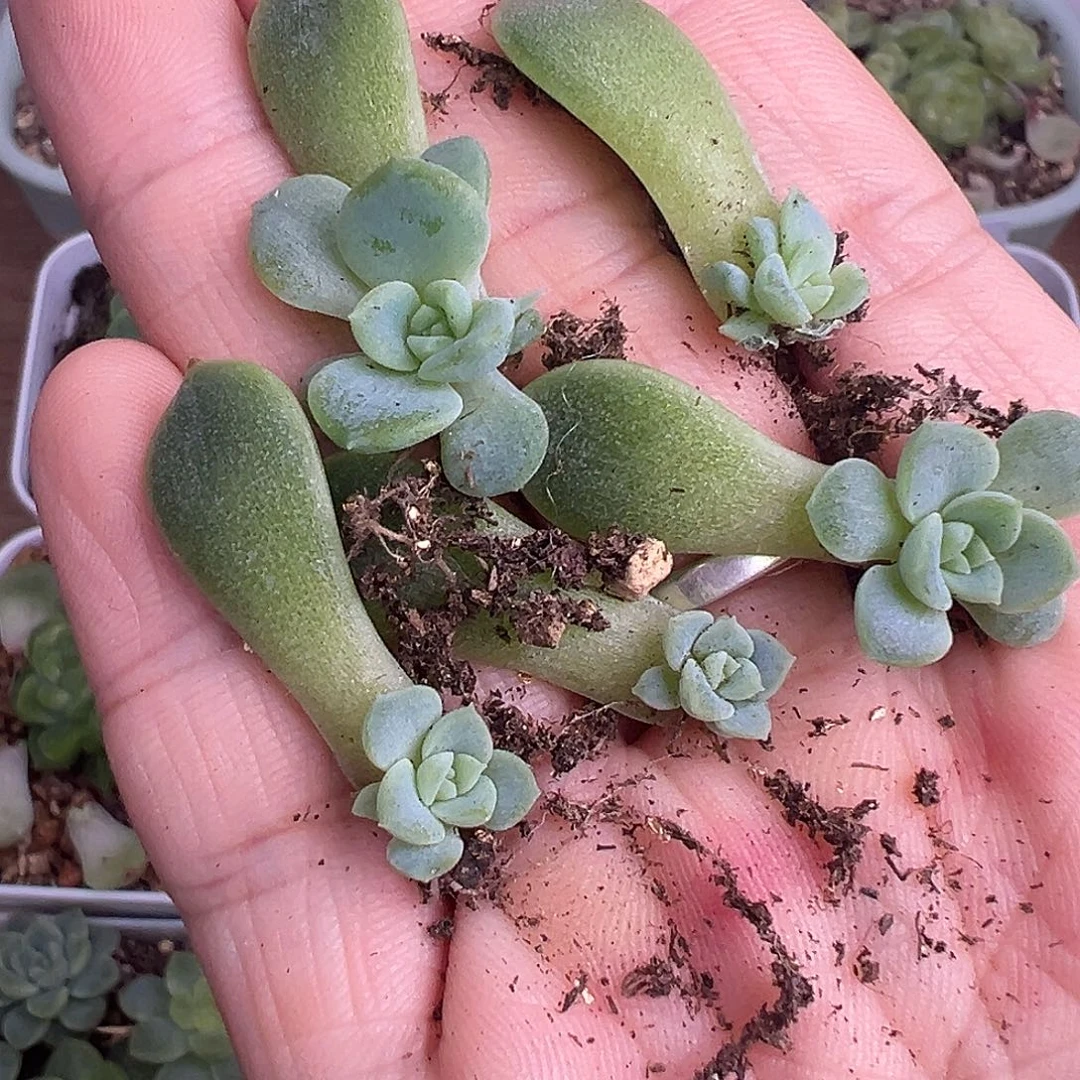 5个泼妇叶插。