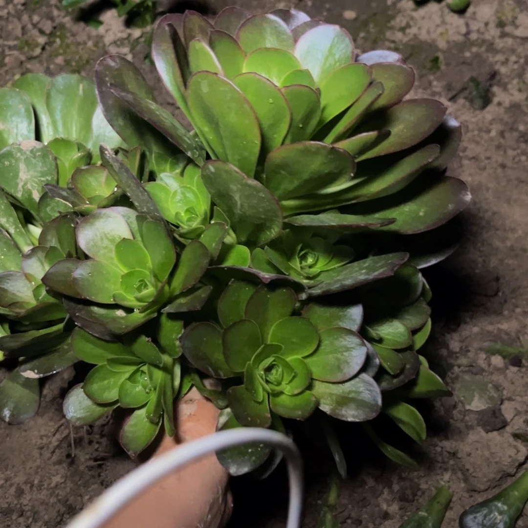 魅金13多肉植物捧花的