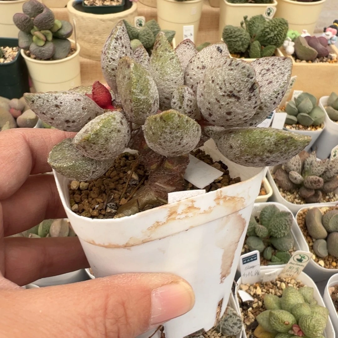 239 好看的水泡冲冲冲