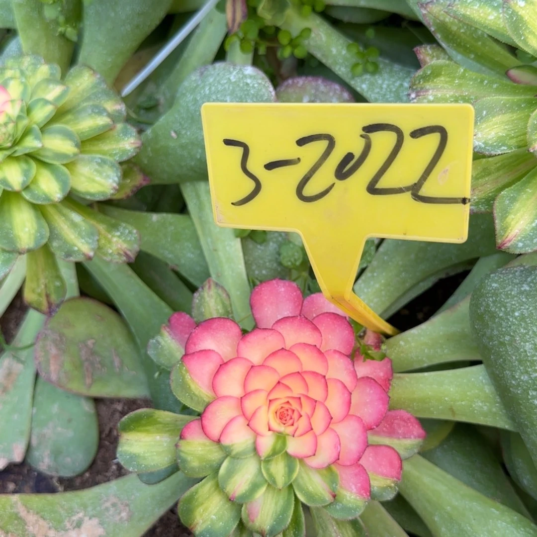 3-2022---多多头多肉