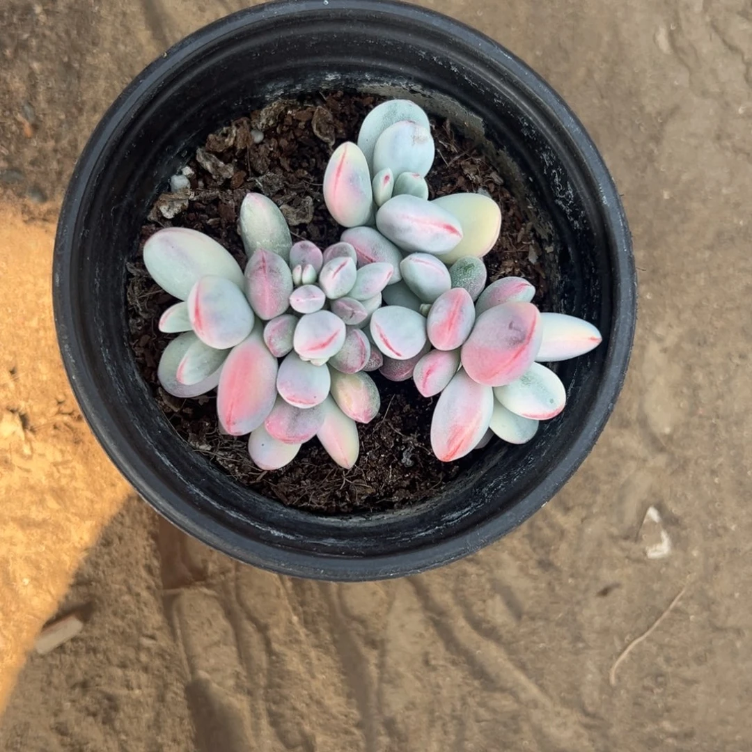 咻**！多肉乒乓福娘锦2476号