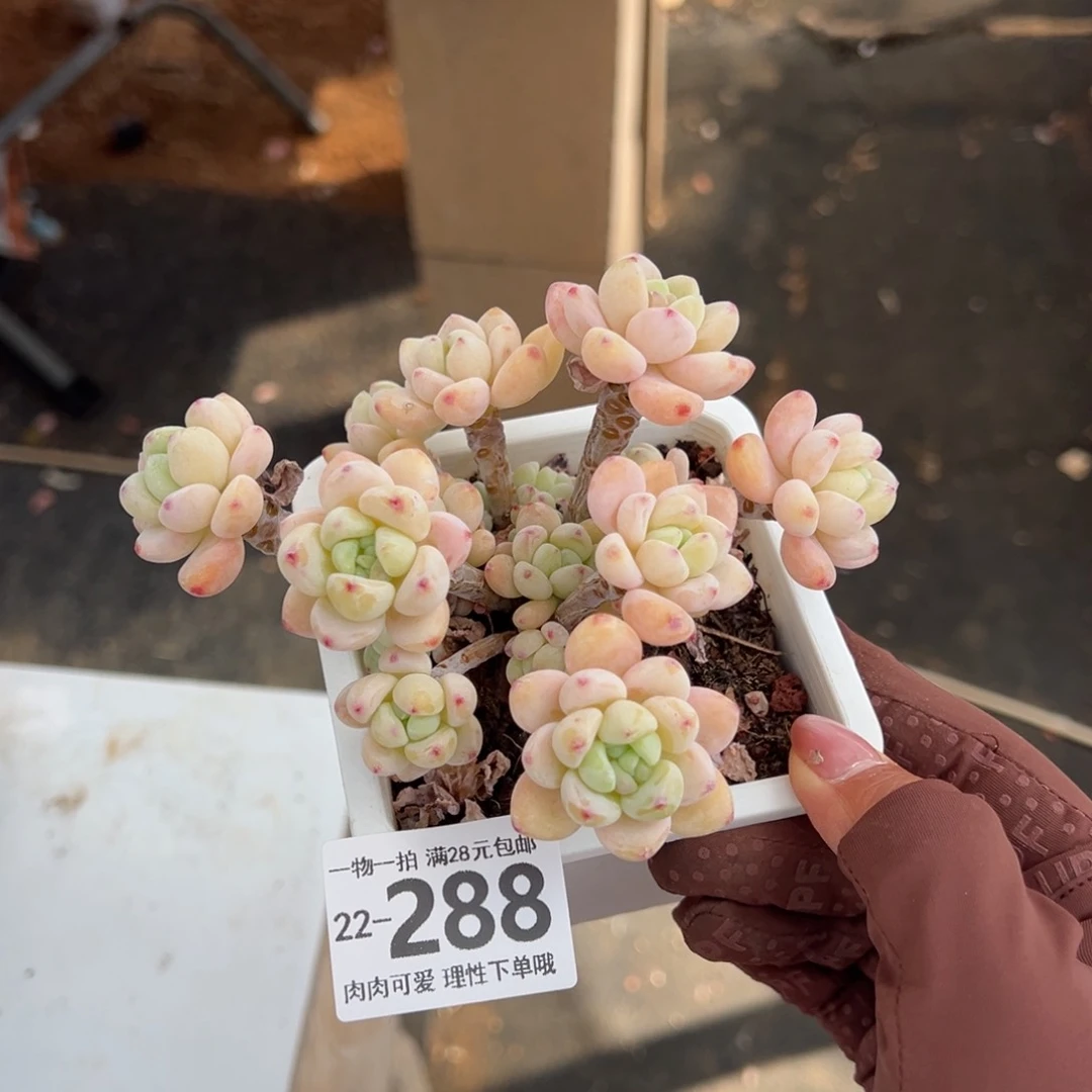 樱花罗绮多肉多肉多肉多肉