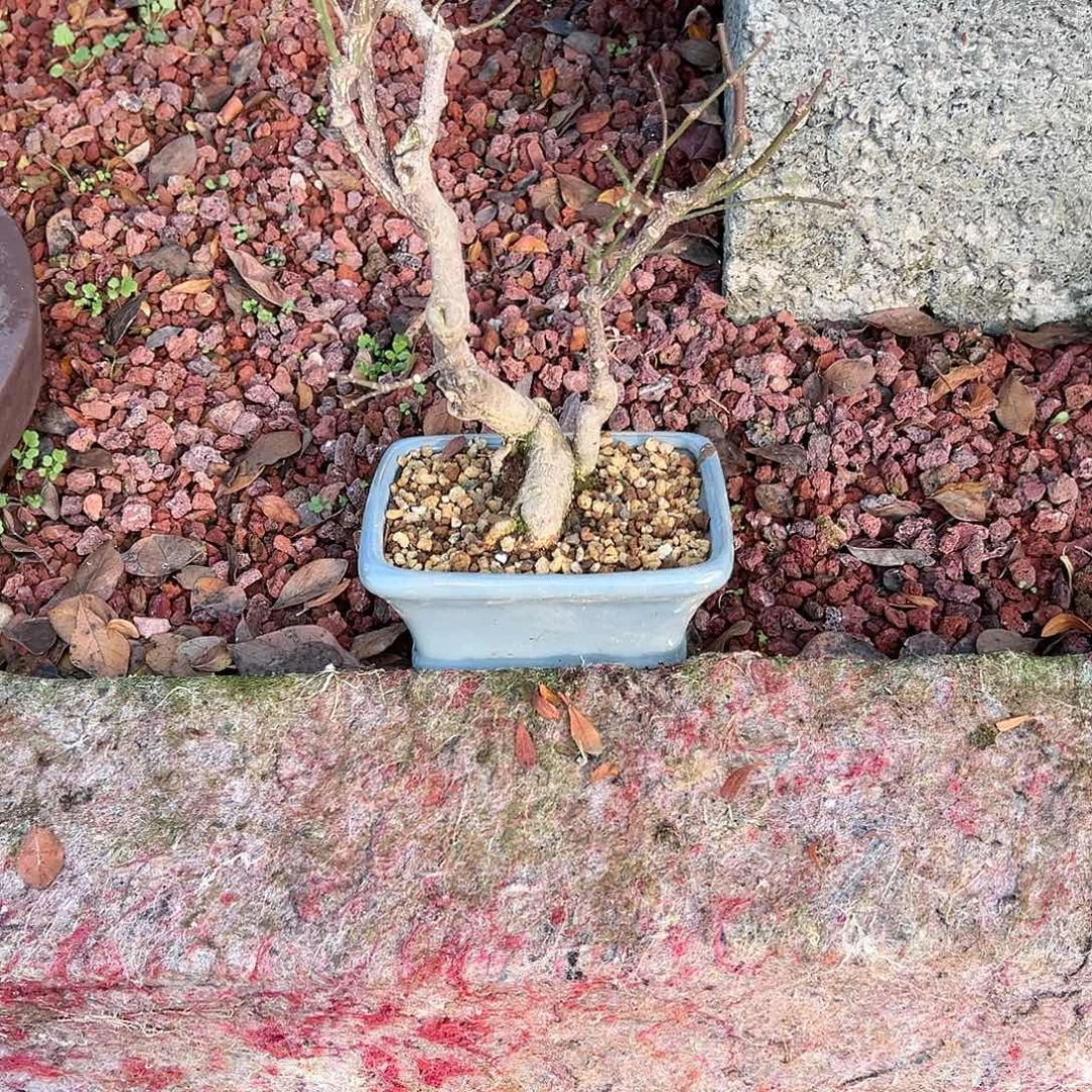 汪***喵无花朵盆景皋月整功8182