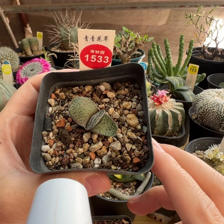 恐龙丸一棵仙人球